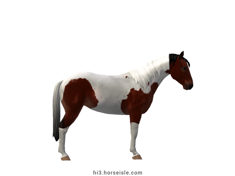 Austrian Pinto Riding Horse Blood Bay Tobiano Coat (right view)